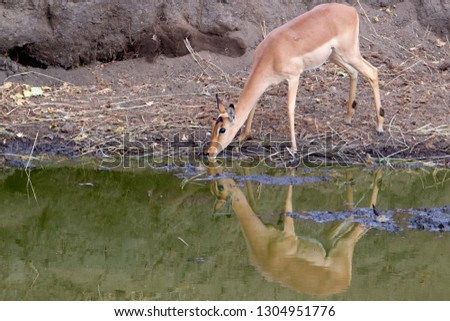 Impala (aepyceros melampus melampus), in the waterhole. Kruger National Park, South Africa. 