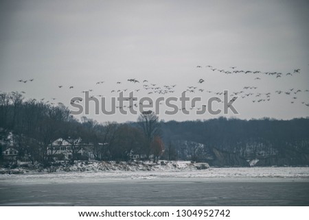Large group of Canadian geese flying  over lake Erie, and landing on the frozen little beach in Port Stanley, Ontario, Canada; February 2019