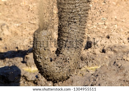 Trunk of African Elephant (Loxodonta africana), Kruger National Park, South Africa.