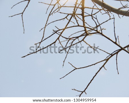 full frame shot of bare tree against sky