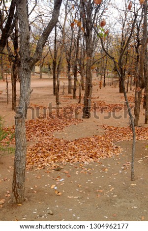 Dry leaves of Mopane tree (Colophospermun mapane), Kruger National Park, South Africa.
