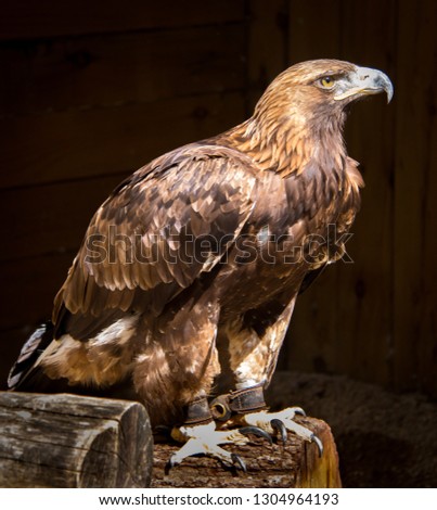 Golden Eagle at the Cotswold Falconry Centre in England