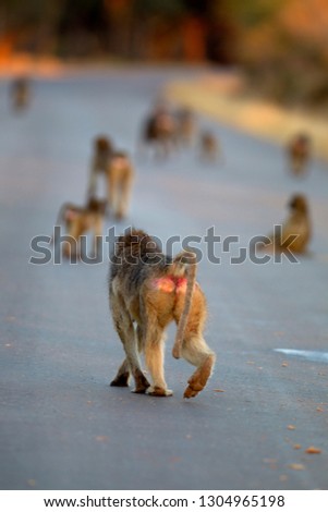 Chacma baboons (Papio ursinus), on the road,  Kruger National Park, South Africa.