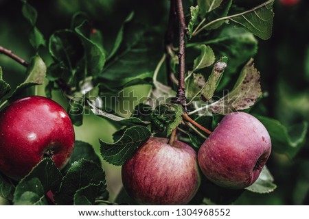 Tree Branches Full of Red Fresh Apples in the Garden, Vegetation Background - Sunny Autumn Day, Abstract, Floral Background, Vintage Film Look