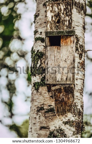A Closeup of the Birdhouse on a Birch Tree on Early Sunny Spring Day - Concept of Natural and Environment Friendly Lifestyle, Vintage Film Look