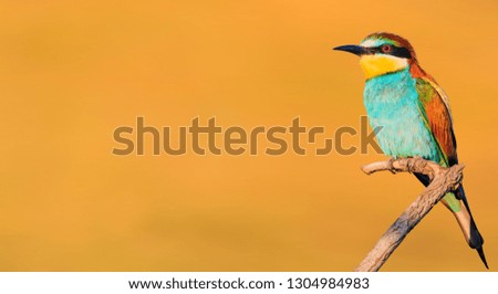 beautiful bird in spring outfit