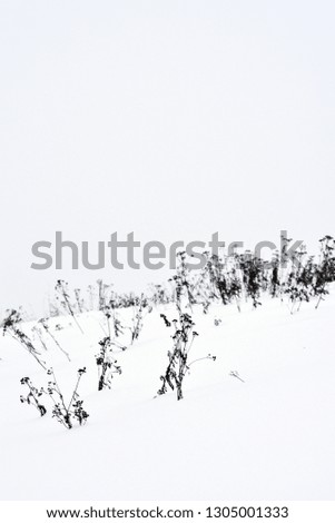 Field grass in winter during a blizzard.