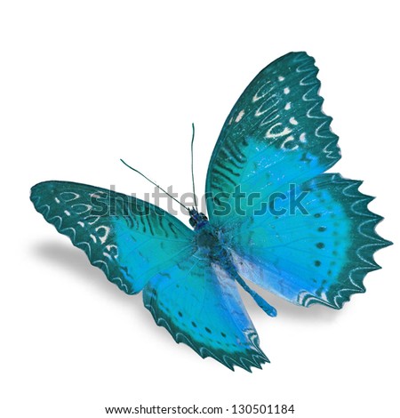 Blue Butterfly flying, isolated on white background