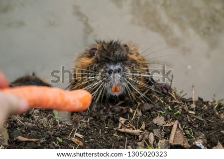 A picture of the coypus in Prague in Czech Republic. They live in water in the city and they are a problem for the ekosystem.  