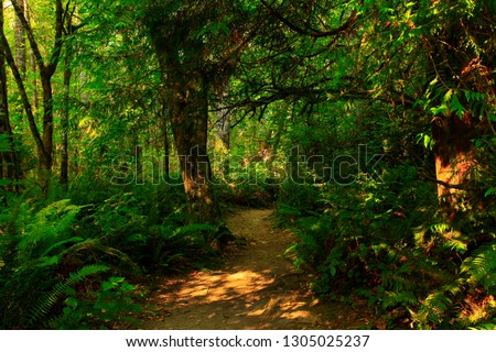 a picture o fan exterior Pacific Northwest forest hiking trail