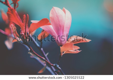Blossoming magnolia flowers. Springtime. Vintage natural flowers background