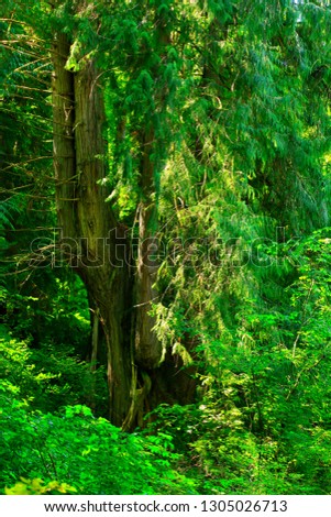 a picture of an exterior Pacific Northwest forest with western red cedar trees