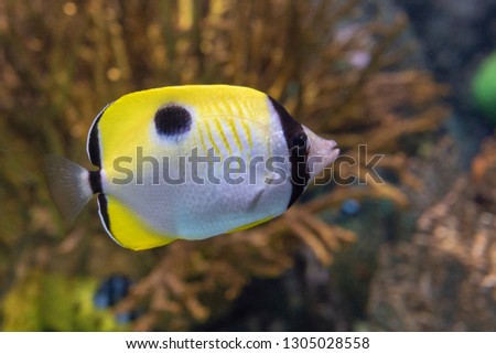 The teardrop butterflyfish (Chaetodon unimaculatus ) - tropical coral fish Royalty-Free Stock Photo #1305028558