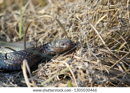 black cobra snake