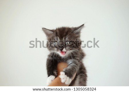 Pretty little gray kitten in mans hands on white background. lifestyle concept. Best photo of kitten.