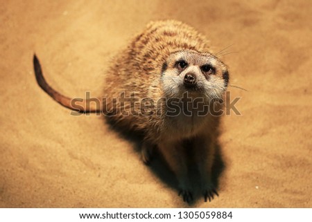 meerkat-mammal species of the mongoose family