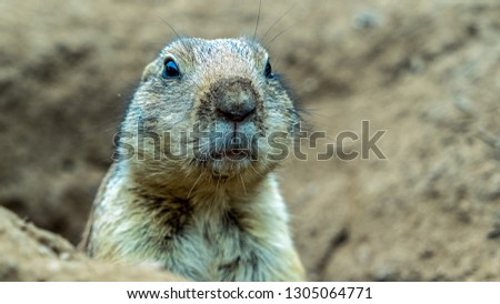 Prairie dogs (genus Cynomys) are herbivorous burrowing rodents native to the grasslands of North America. The five species are: black-tailed, white-tailed, Gunnison's, Utah, and Mexican prairie dogs.