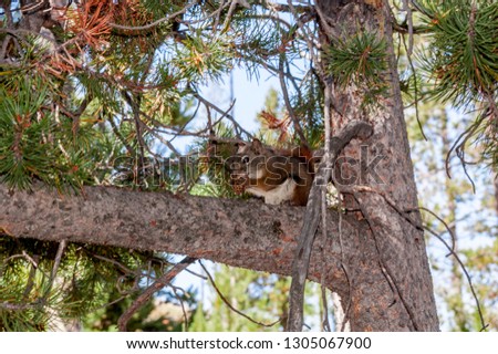 Red Squirrel (Tamiasciurus hudsonucus) in Yellowstone National Park, USA