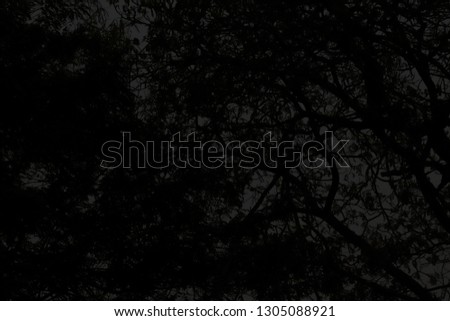 Dark image of silhouette branch