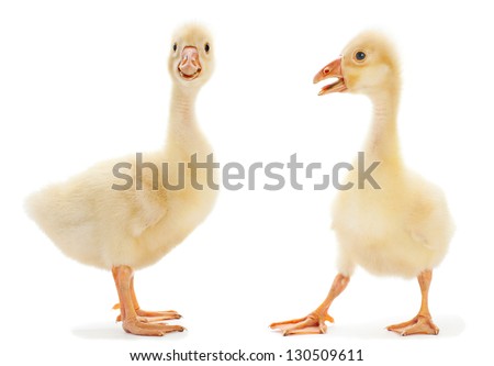 Two young goose isolated on white