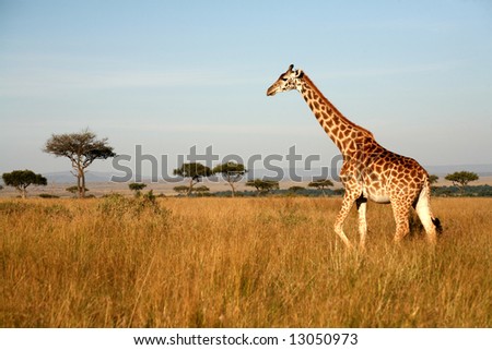 Giraffe walking through the grasslands (Masai Mara; Kenya) Royalty-Free Stock Photo #13050973