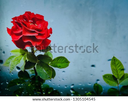 Rose flower with an artistic blue background and splashes of water