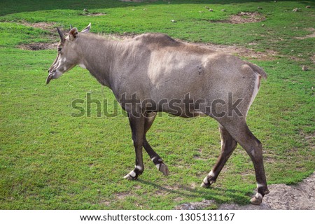 Wild antelope donkey horse walks in zoo aviary yard on green grass