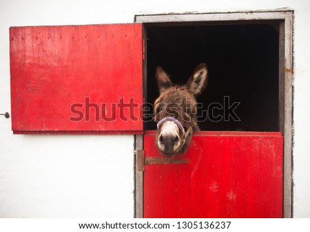 Humorous picture of Donkey peering out of stable with red doors. Ireland April 2016