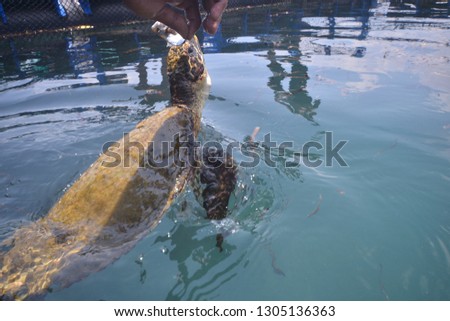 release and rescue of adult turtles