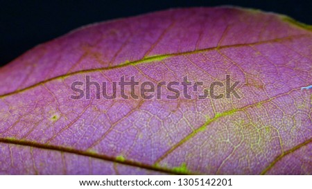 texture of purple leaf 