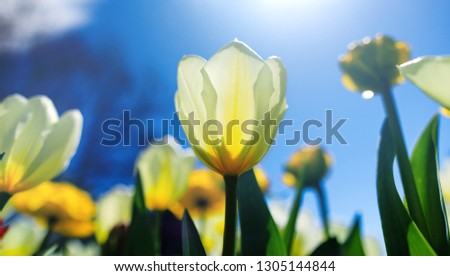 Easter background with white tulip in sunny meadow. Spring landscape with beautiful white tulips. Blooming flowers growing in field against a blue spring sky. Conceptual picture for greeting cards.