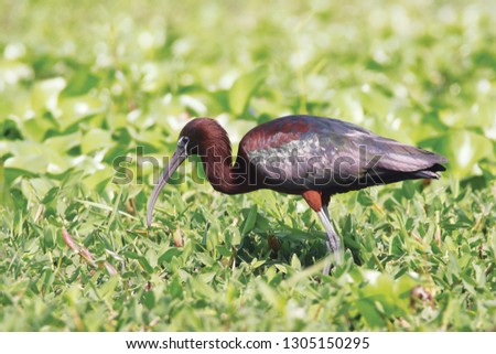 The glossy ibis is a wading bird in the ibis family Threskiornithidae. Glossy ibises feed in very shallow water and nest in freshwater
