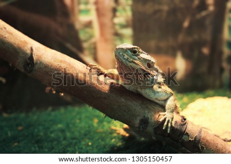 iguana, a large lizard sitting in an aquarium in a pet store