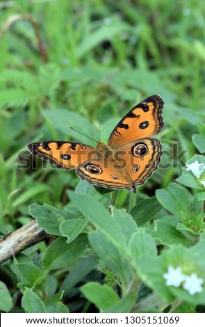 Unique butterfly color pattern