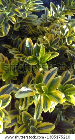 Gold Dwarf Euonymus Leaf Plant
