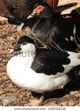 Vertical portrait of black and white domesticated duck standing on dry leaves with other farm fowls blurred in background
