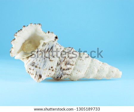 Beautiful sea shell on blue background, souvenir from vacation.