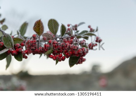 Frozen plant with red fruits