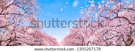 Japanese cherry blossom tree panorama in spring as background Royalty-Free Stock Photo #1305207178