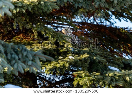 Short eared owl perched on a spruce tree in mid winter, Quebec, Canada.