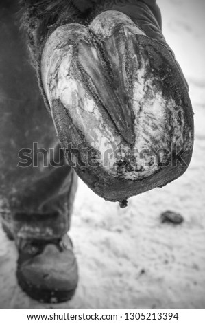 Black smith burning horse shoe with new hot horseshoe to set exact position. Horse shoeing process repeat each 4-12 weeks. 