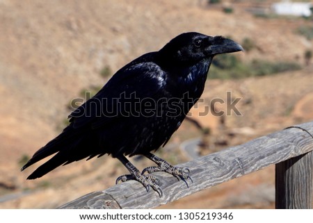Close up on an isolated black crow in daylight the desert in Fuerteventura in the Canary Islands in Spain