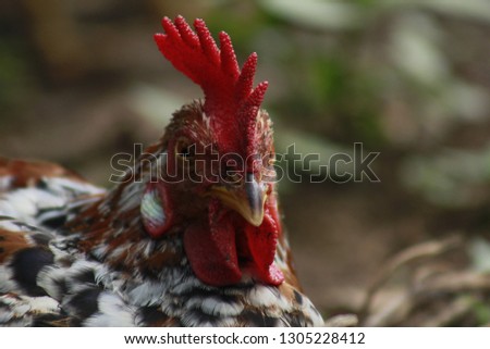 Red Cock head
