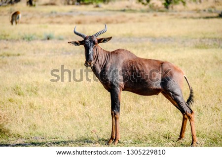 Antelope tsessebe posing statues in the savannah