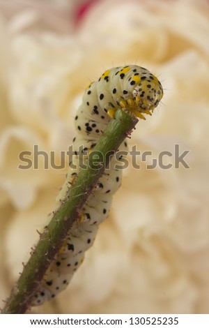 A palmer worm caterpillar on white flower background