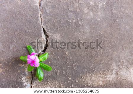 Plant growing with pink flower on green leaf, young tree through crack in pavement free background. copy space for add text massage creative graphic design or advertisement love or retro concept.
