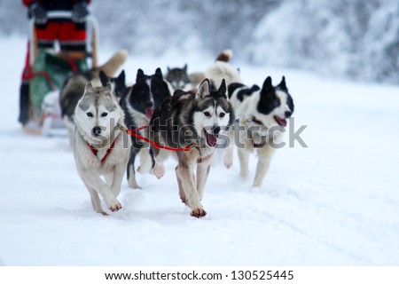 Race of draft dogs Royalty-Free Stock Photo #130525445