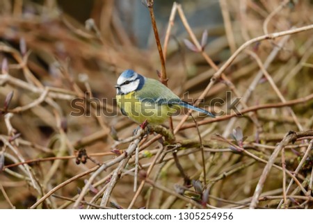 The Eurasian blue tit is a small passerine bird in the tit family, Paridae. It is easily recognisable by its blue and yellow plumage and small size.