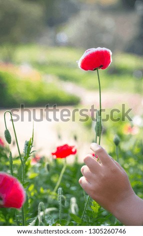 Closeup picture on hand touching poppy flower in the field of wheat on summer day outdoors copy space background