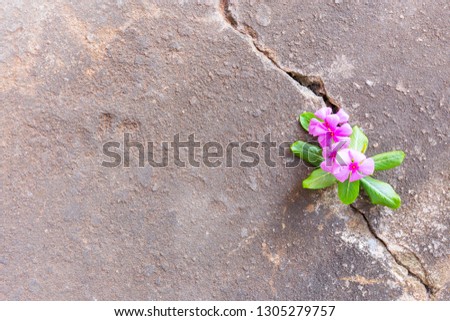 Plant growing with pink flower on green leaf, young tree through crack in pavement free background. copy space for add text massage creative graphic design or advertisement love or retro concept.